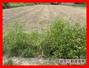 誠昱/王行路2.7分.